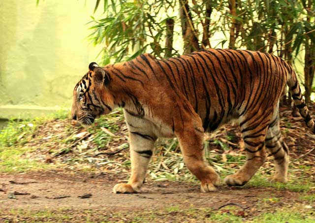 mysore-zoo