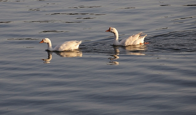 Nakki Lake Mount Abu