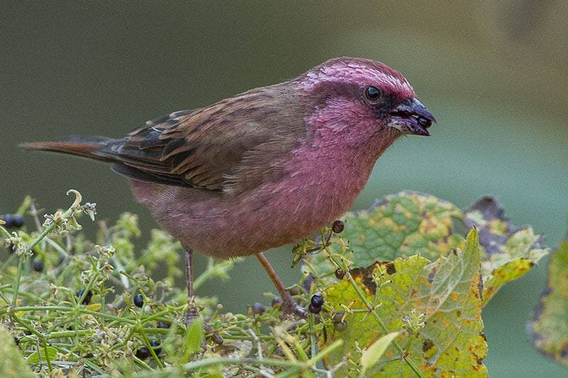 Nanda Devi National Park