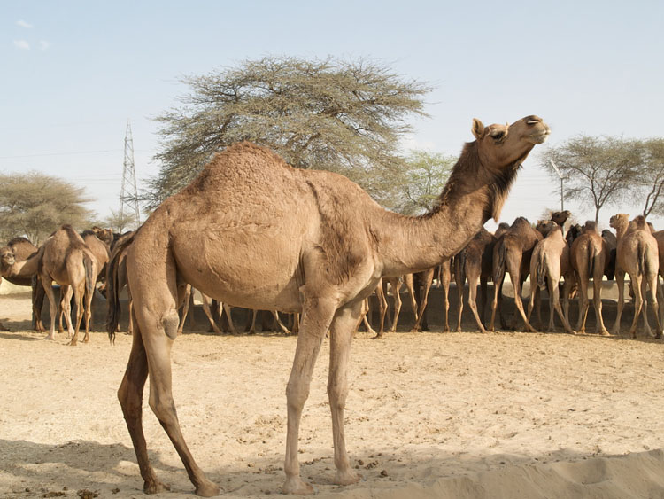 National Camel Research