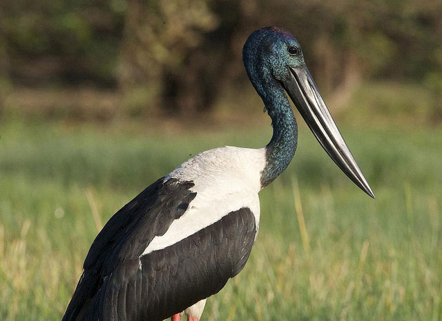 necked-stork