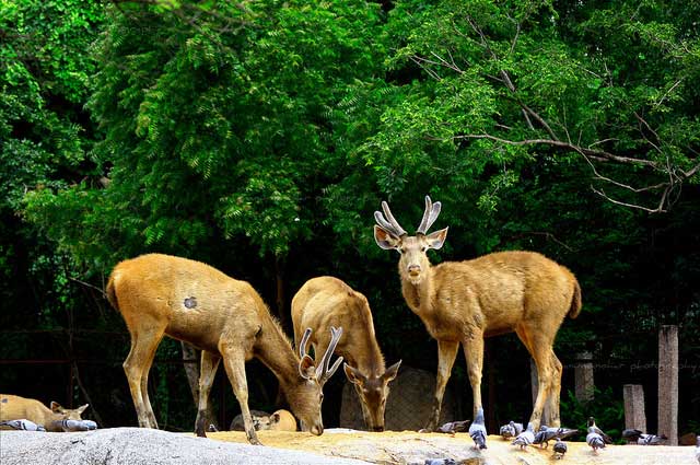 nehru-zoological-park