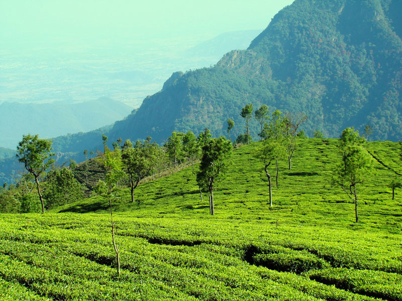 Ooty, Tamil Nadu