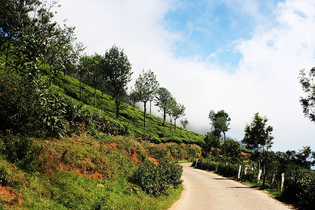 ooty8