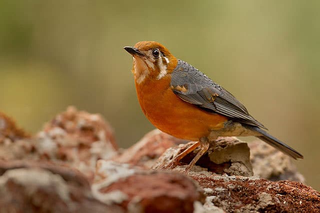 orange-headed-thrush