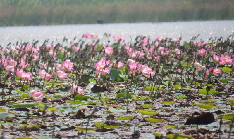 Ousteri Wetland and National Park