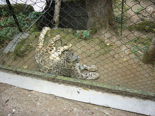 Padmaja Naidu Himalayan Zoological Park