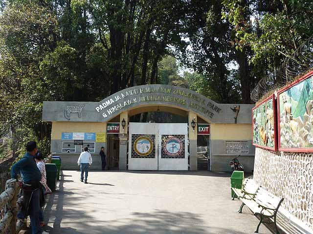 padmaja-naidu-himalayan-zoological-park
