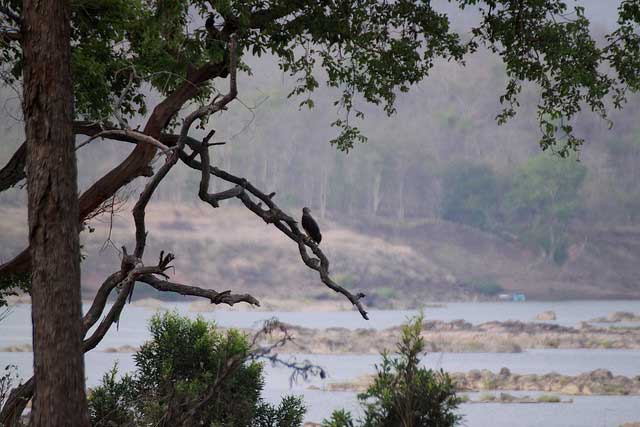 panna-national-park