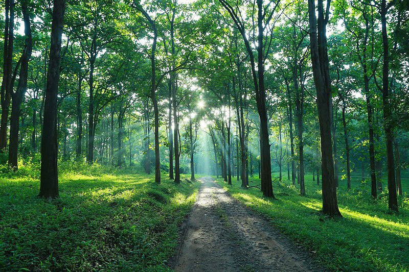 Parambikulam Tiger Reserve