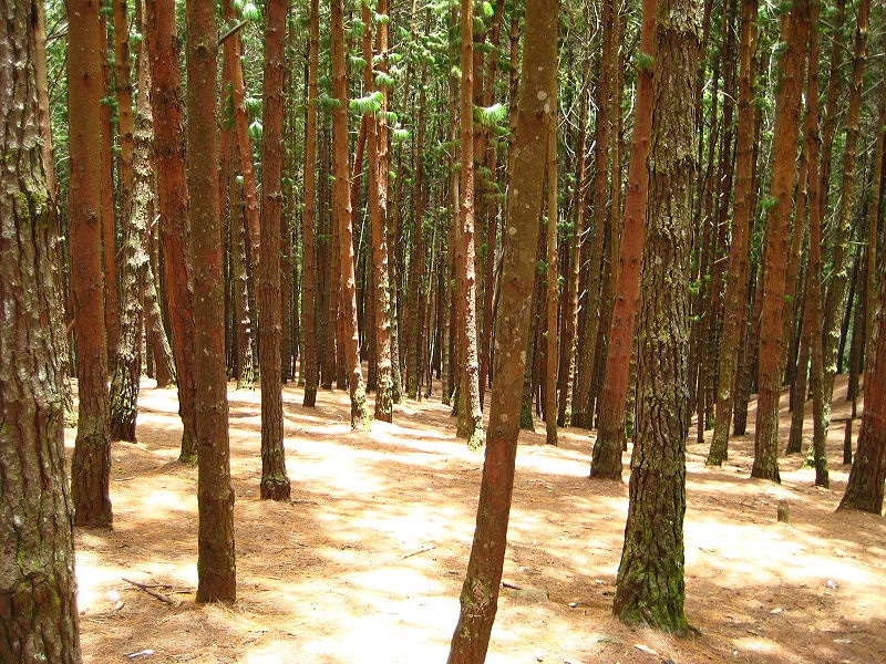 Pine Forest Kodaikanal