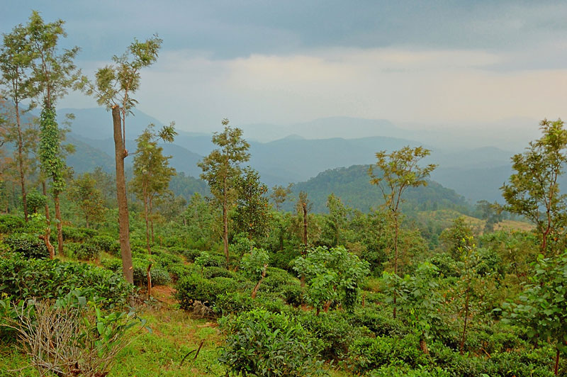 Ponmudi Hills Trivandrum