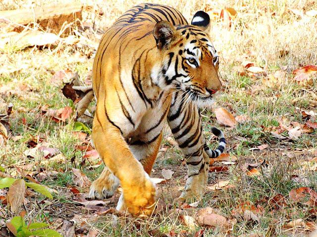 Wildlife Conservation Efforts In India - Trans India Travels
