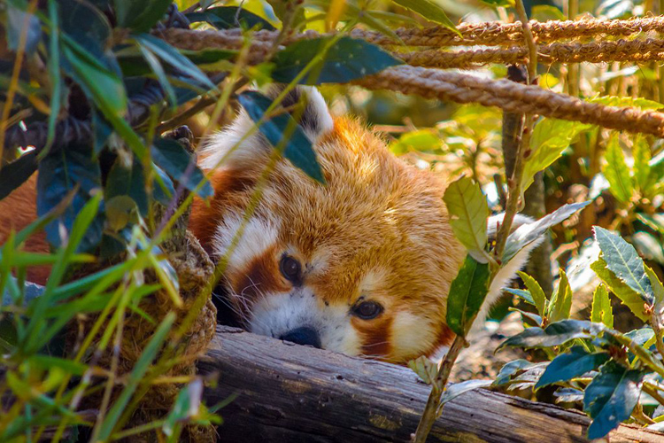 Pt. G. B. Pant High Altitude Zoo