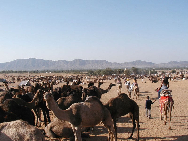 Pushkarc Camel Safari Tour Pushkar