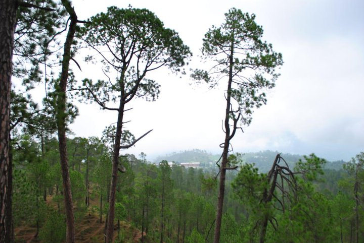 Ranikhet