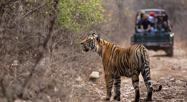 Ranthambore India