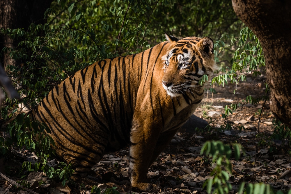 Ranthambore National Park, Sawai Madhopur