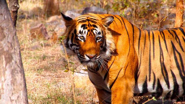 Top 100 Wildlife Sanctuaries and National Parks of India - Trans India  Travels