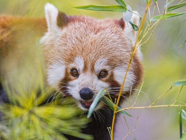 red-panda