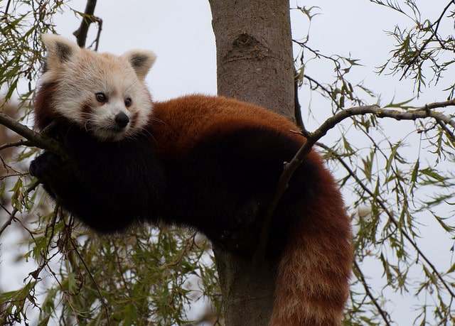 red-panda1