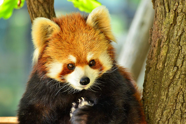 red-panda2