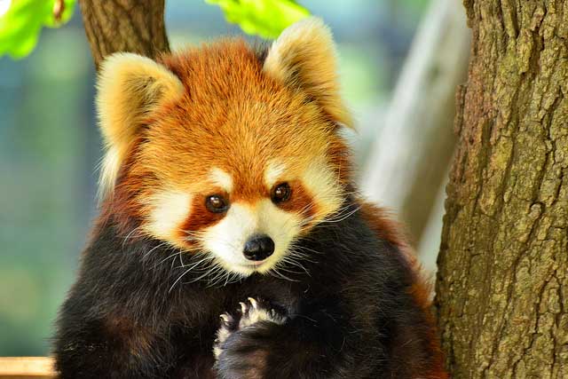 red-panda3