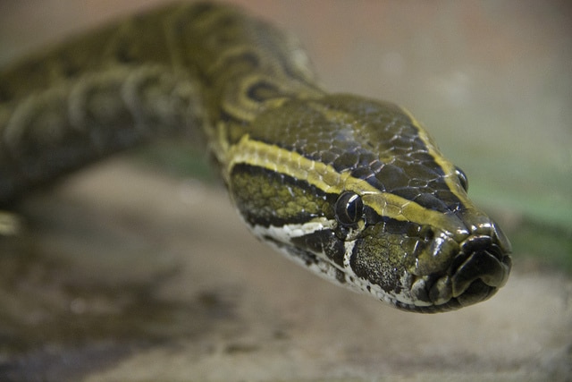 rock-python