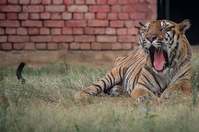 Rohtak Zoo