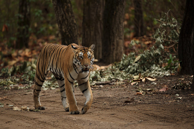 royal-bengal-tiger