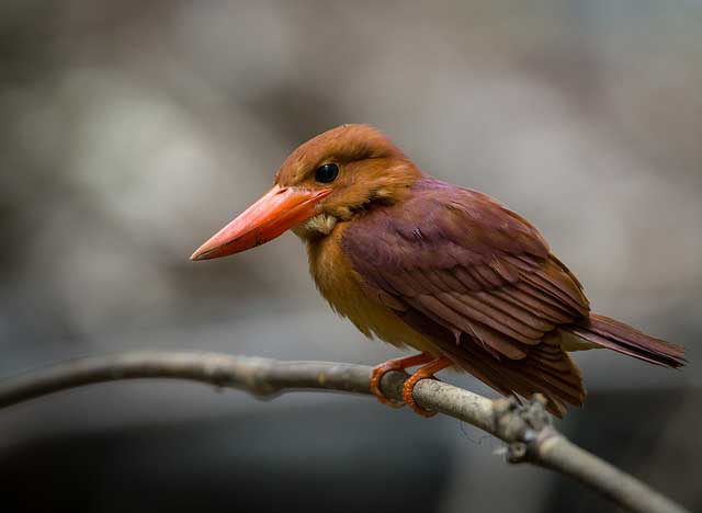 ruddy-kingfisher