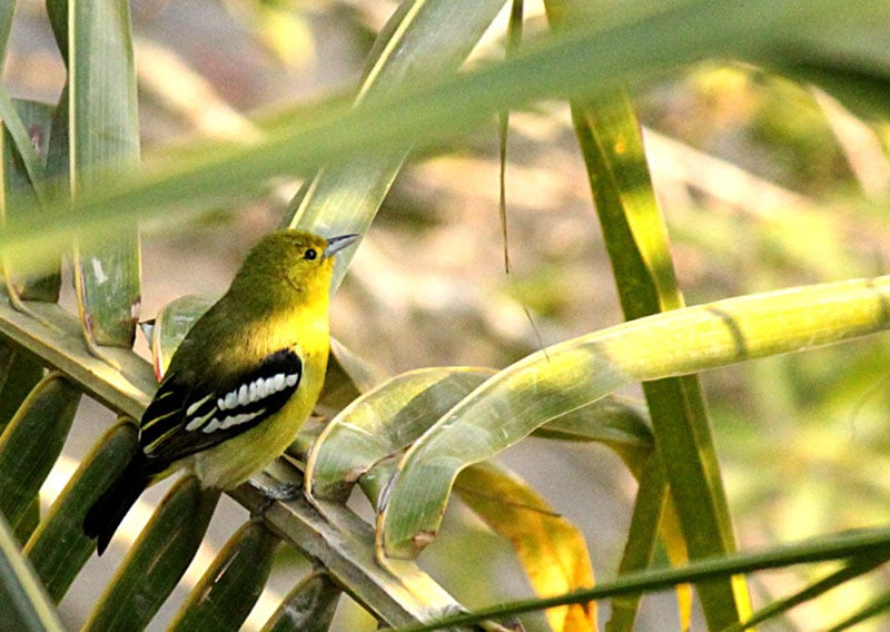 Sajnekhali Bird Sanctuary