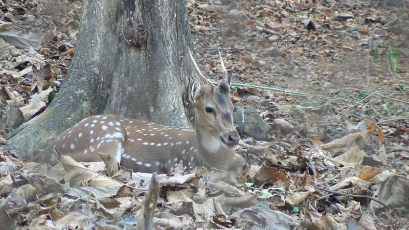 Sanjay Gandhi National Park