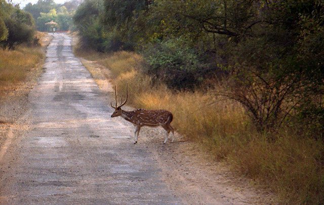 sariska-national-park