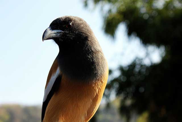 sariska-national-park1