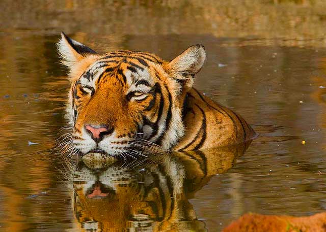 sariska-national-park2