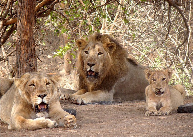 sasan-gir-national-park