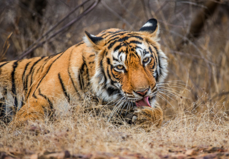 Sawai Madhopur