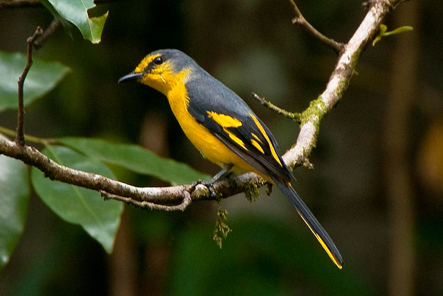 scarlet-minivet