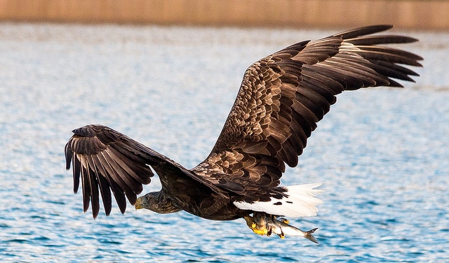 sea-eagle