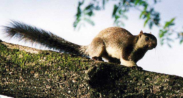 Complete Guide to Grizzled Squirrel Wildlife Sanctuary, Tamil Nadu - Trans  India Travels