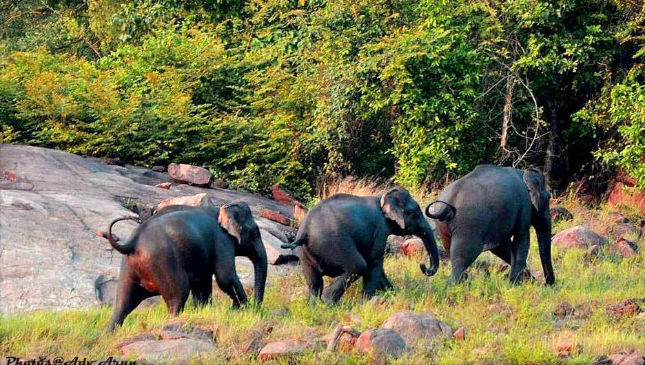 Shendurney Wildlife Sanctuary-kollam