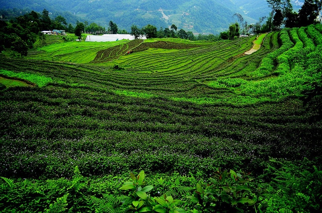 Sikkim