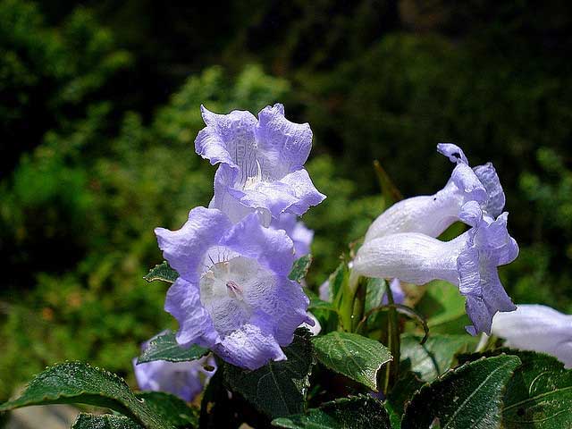 silent-valley-national-park