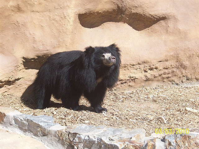 sloth-bears