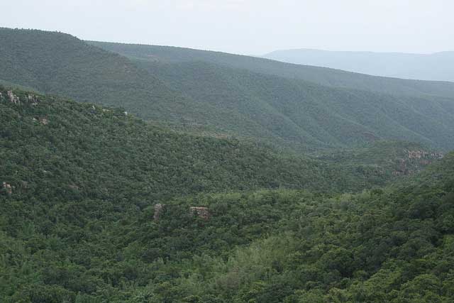 sri-venkateswara-wildlife-sanctuary