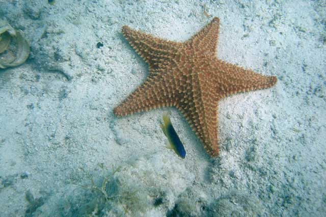 star-fish