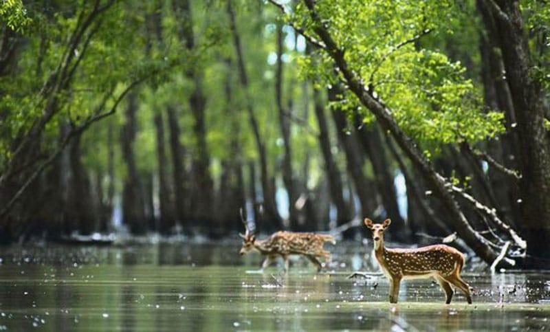 sundarban tourism places