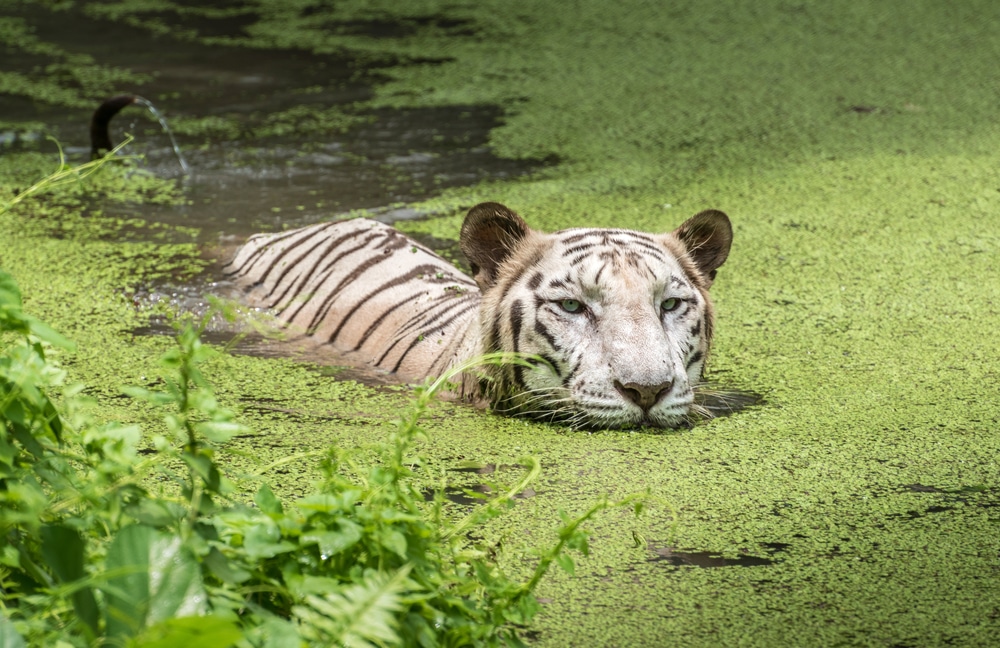 Sundarbans National Park, South 24 Parganas