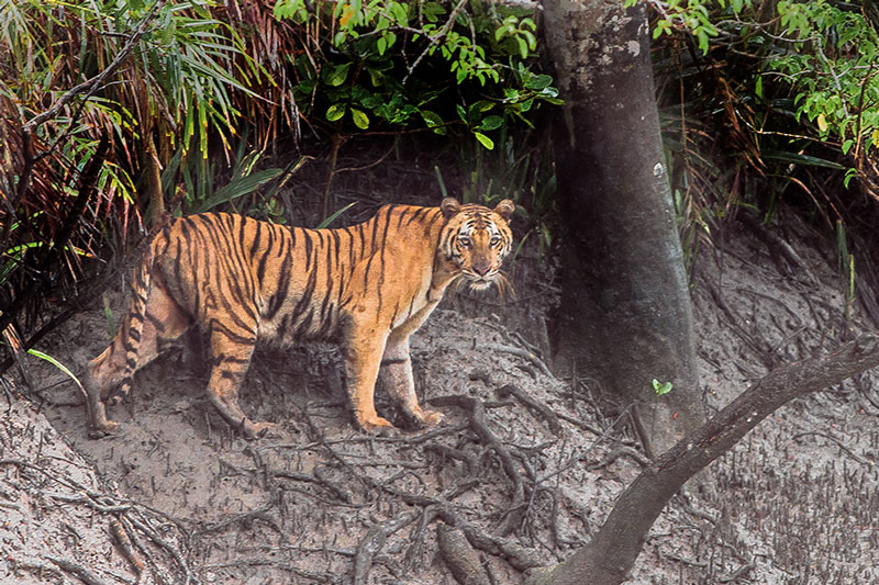 Sundarbans, West Bengal